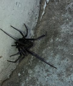 Cangrejuela de tierra (Hogna lenta)